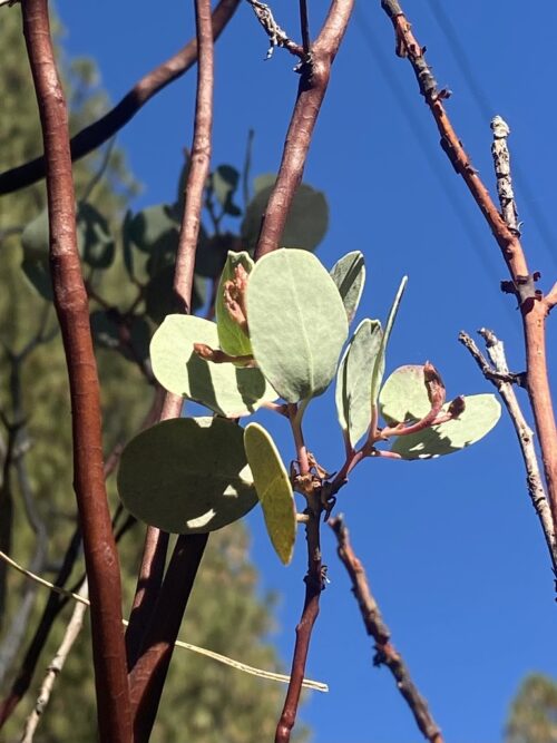 Arctostaphylos viscida