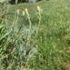 Astragalus asymmetricus 1