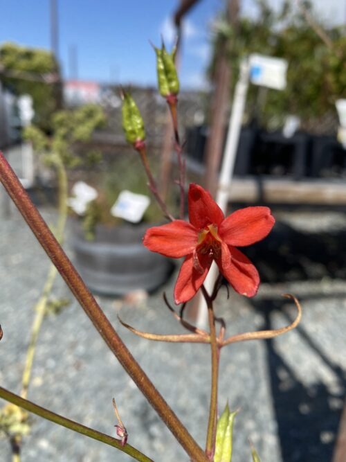 Delphinium cardinale