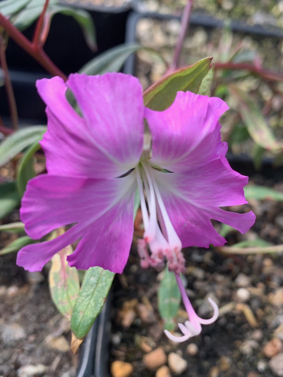 Clarkia breweri