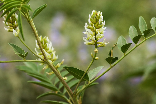 Glycyrrhiza lepidota
