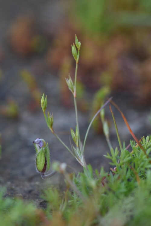 Juncus bufonius