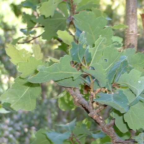 Quercus garryana5