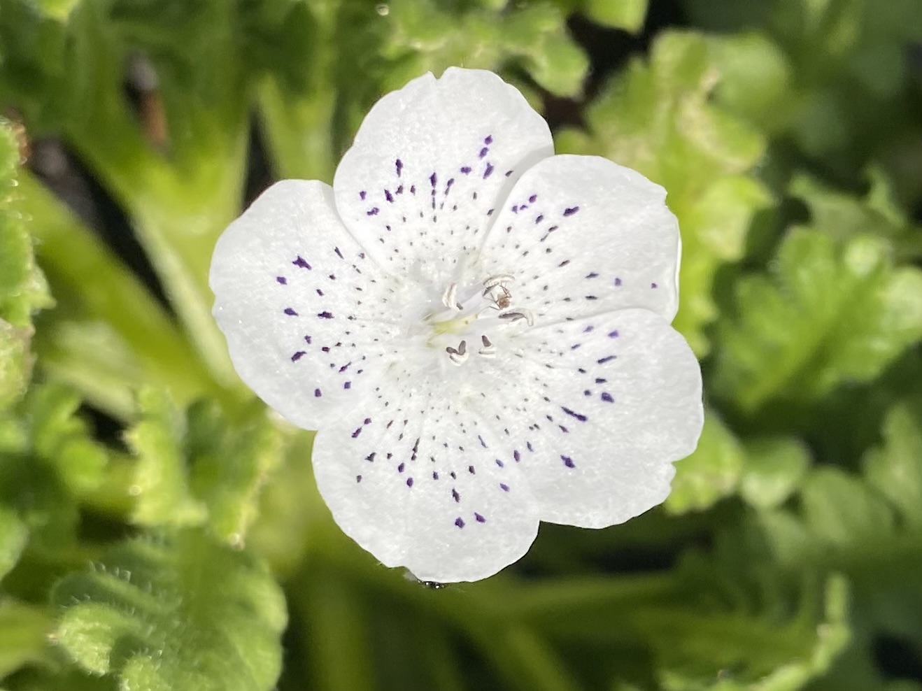 Nemophila menziesii var. atomaria – The Watershed Nursery Cooperative