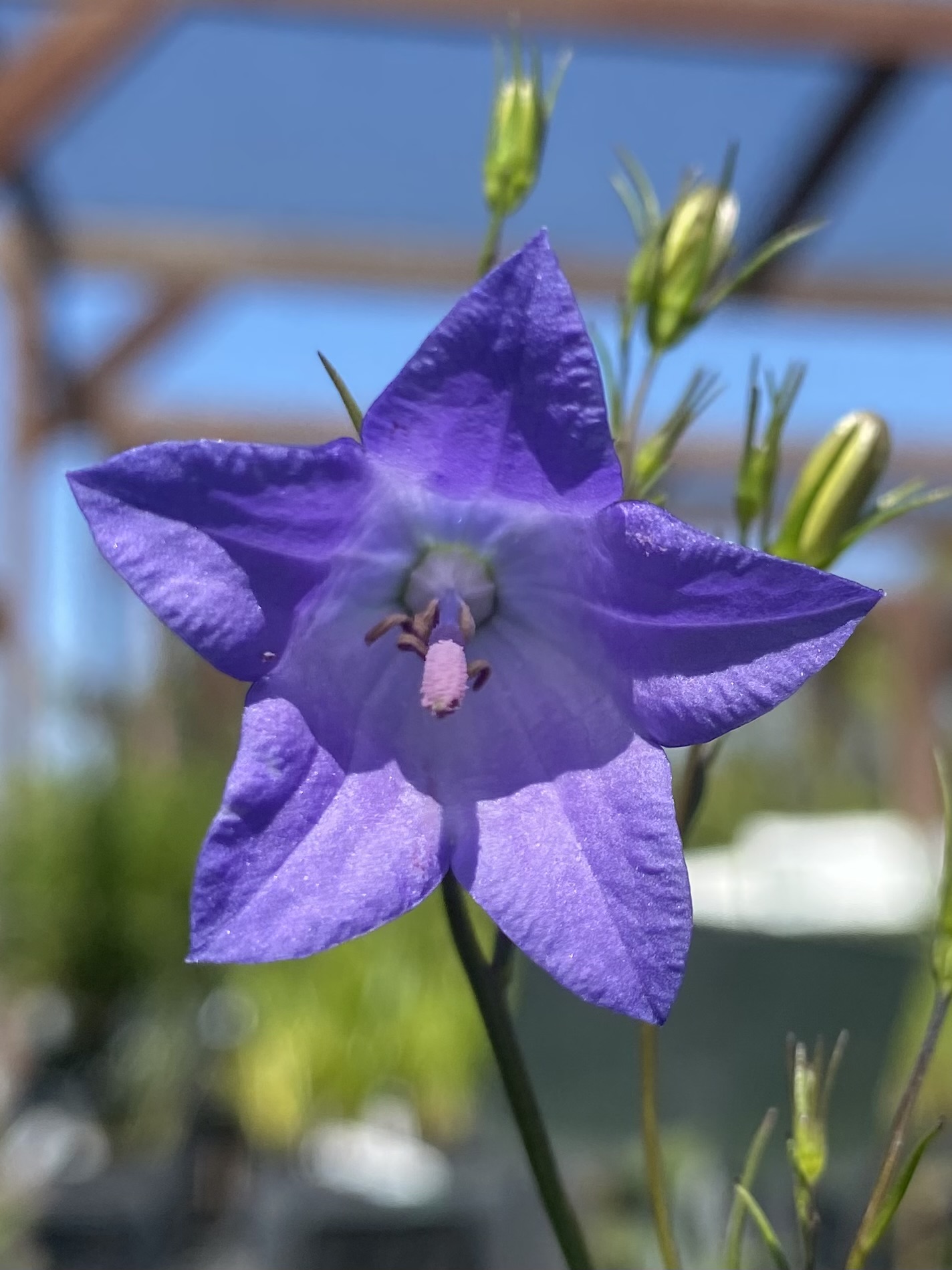 Campanula rotundifolia