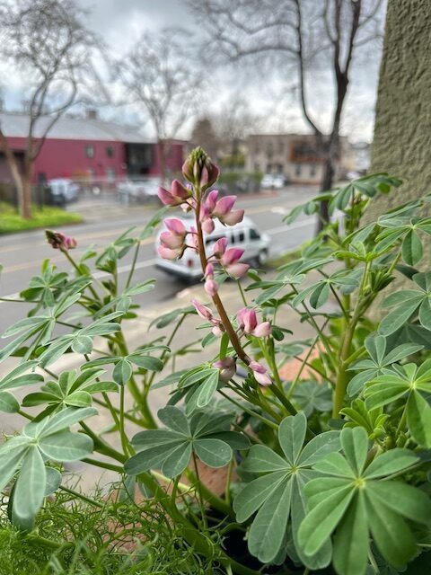 Lupinus succulentus 'Rodeo Rose'