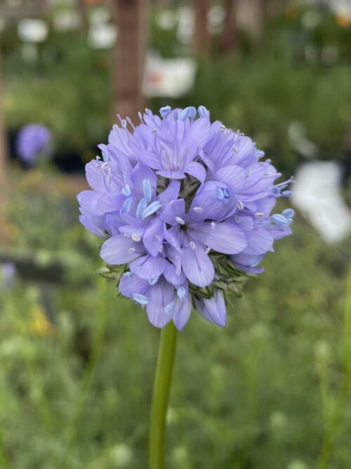 Gilia capitata ssp. staminea